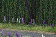 Wild Lupines pkg(16)