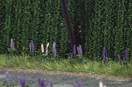 Wild Lupines pkg(16)