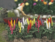 Garden Lupins pkg(16) -- Assorted Colors