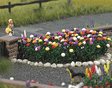 Dahlias -- pkg(120)