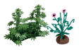 Plants -- Hemp And Poppy