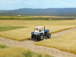 Thinning Grass Pad - 11-11/16 x 8-1/4"  29.7 x 21cm -- Harvested (Cut) Corn Field