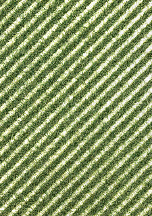 Grass Strips -- Spring Grass