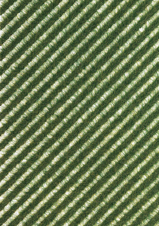Grass Strips -- Summer Grass