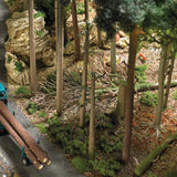 Coarse Woody Debris -- 3 Trunks, 13 Bare Trees, 7 Stumps, Signs, 2 Trash Cans, Small Animals-2