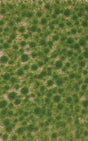 Grass Tuft Sheet -- Short Spring Tufts - 1/16"  .2cm Tall, 5-7/16 x 3-7/16"  13.8 x 8.8cm-1