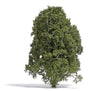 Filigree Bush -- Late Summer Green 5/8"  1.5cm Tall