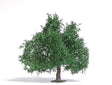Summer Oak-Fruit Tree - Exclusive -- 3-3/4" 9.5cm Tall