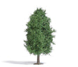 Summer Deciduous Tree - Exclusive -- 4-1/2" 11.5cm Tall