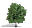Chestnut Tree -- 8-11/16" 22cm Tall-1