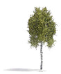 Birch Tree -- Spring 6-11/16" 17cm Tall