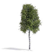 Birch Tree -- Summer 6-11/16" 17cm Tall