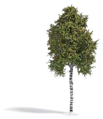 Birch Tree -- Late Summer 6-11/16" 17cm Tall