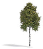 Birch Tree -- Late Summer 6-11/16" 17cm Tall