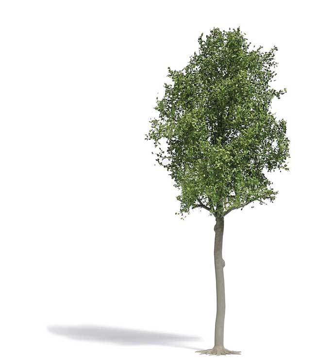Lime Tree -- 6-11/16"  17cm Tall