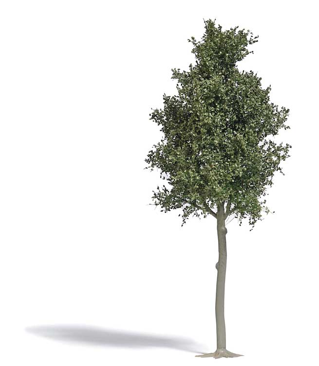 Beech Tree -- 6-11/16"  17cm Tall