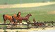 Fences -- Farm Field Set - 52"  132cm (brown)