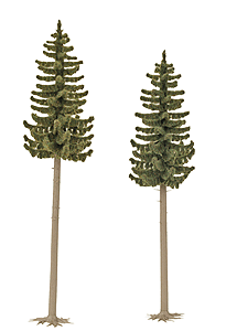 Spruce Trees pkg(2) -- 6-3/8 & 7"  160 & 175mm Tall
