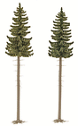 Spruce Trees pkg(2) -- 7-3/8 & 7-13/16"  185 & 195mm Tall