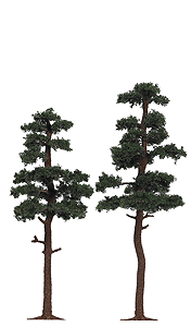 Pine Trees -- 5-3/4 & 6-5/16"  14.5 & 16cm pkg(2)