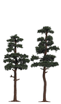 Pine Trees -- 5-3/4 & 6-5/16"  14.5 & 16cm pkg(2)