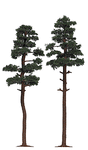 Pine Trees -- 7-1/4 & 7-11/16"  18.5 & 19.5cm pkg(2)