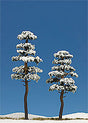 Snow Covered Tree pkg(2) -- 5-1/8", 6-5/16"  130mm, 160mm