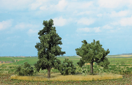 Deciduous Trees & Shrubs