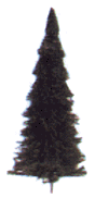 Pine Trees -- 3 Each: 2-1/2, 3 & 3-1/2"  6, 7.5 & 9cm; 2 Each: 2, 4-1/2 & 5-1/2"  5,11,1