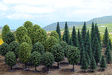 Mixed Forest Trees pkg(50) -- 20 Deciduous: 2-3/4 to 4-15/16"; 30 Pine: 1-31/32 to 4-5/16"