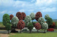 Trees -- Fruit 1-5/8 to 2-13/16" 4-7cm Tall