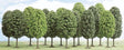 Deciduous Trees -- 1-9/16 - 2-3/8"  4 - 6cm Tall pkg(15)