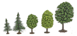 Mixed Forest Trees pkg(50) -- 1-3/16 to 2-3/8"  3 to 6cm