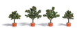 Potted Orange Trees -- 1-3/4 to 2-1/4"  4.5 to 5.8cm pkg(4)