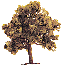 Deciduous Trees -- Fruit 3"  75mm pkg(2)