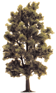 Deciduous Trees -- Beech 7-3/16" 18cm