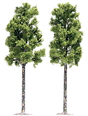 Sycamore Trees -- 6-1/2"  16.5cm pkg(2)