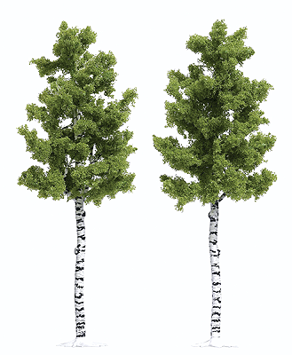 Deciduous Tree -- White Birch 6-1/2"  16.5cm Tall pkg(2)