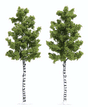 Deciduous Tree -- White Birch 6-1/2"  16.5cm Tall pkg(2)
