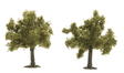 Trees -- Fruit Tree - 35mm - Package of 2