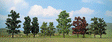 Beech Trees  Pkg (3) -- 50mm