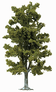 Birch Tree -- 180mm