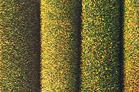 Large Grass Mat - 39-3/8 x 31-1/2"  100 x 80cm -- Dark Green