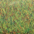 Large Grass Mat - 39-3/8 x 31-1/2"  100 x 80cm -- Spring