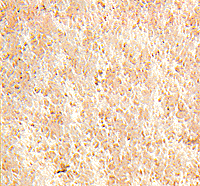 Foam Scatter Material-Fine -- White