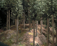Ground Cover - 300ml Package -- Coniferous (Pine) Forest