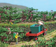 Grape Harvest Trailer - Wagon - Assembled -- Trailer, Grape Bin, Ladder, Figure-1