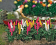Garden Lupine - Kit -- pkg(8)-1
