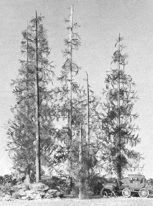 Pine Tree Kit