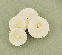Muslin Buff Set